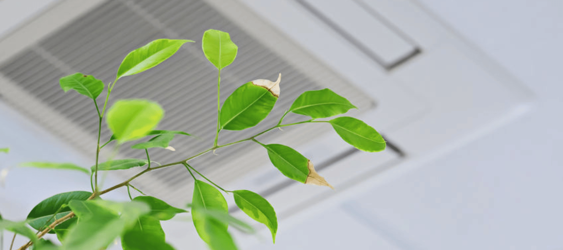 a plant wilting next to a dirty air vent due to poor air quality